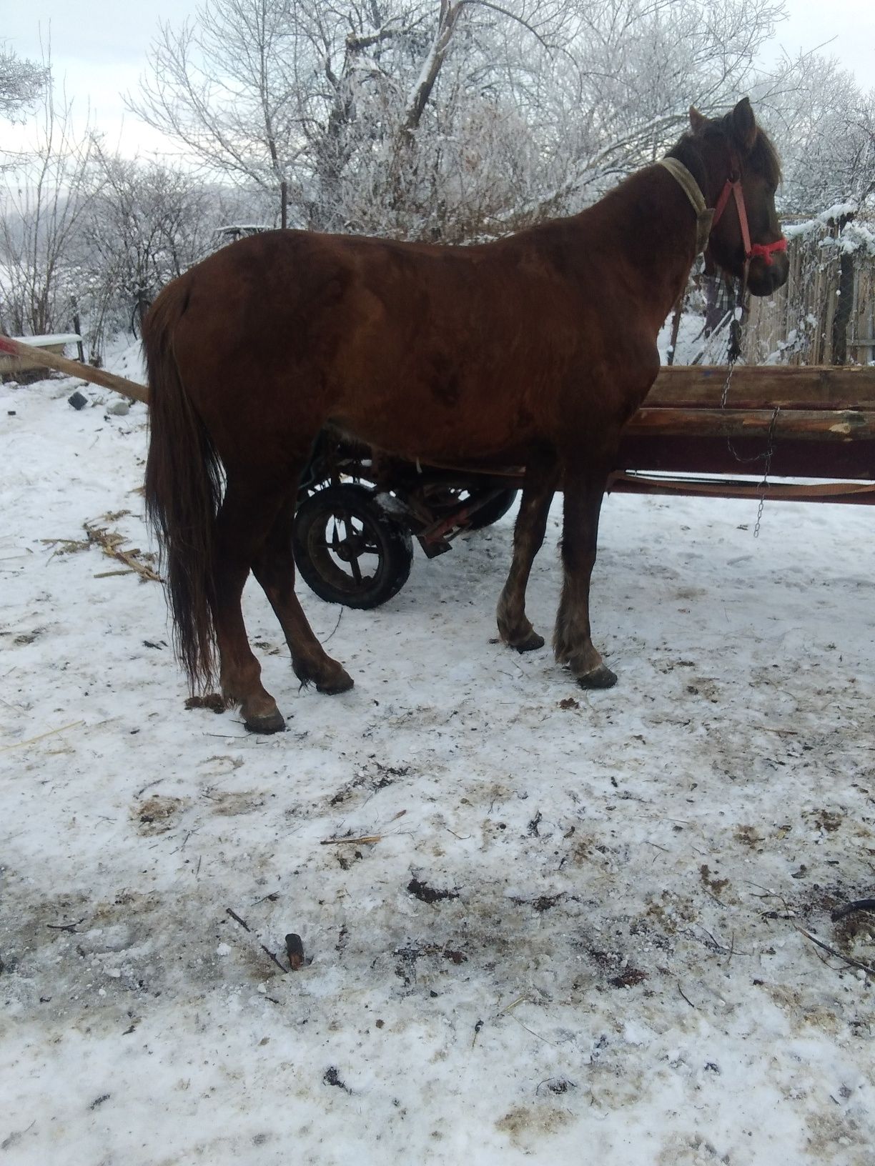 Vând iapă și armăsar