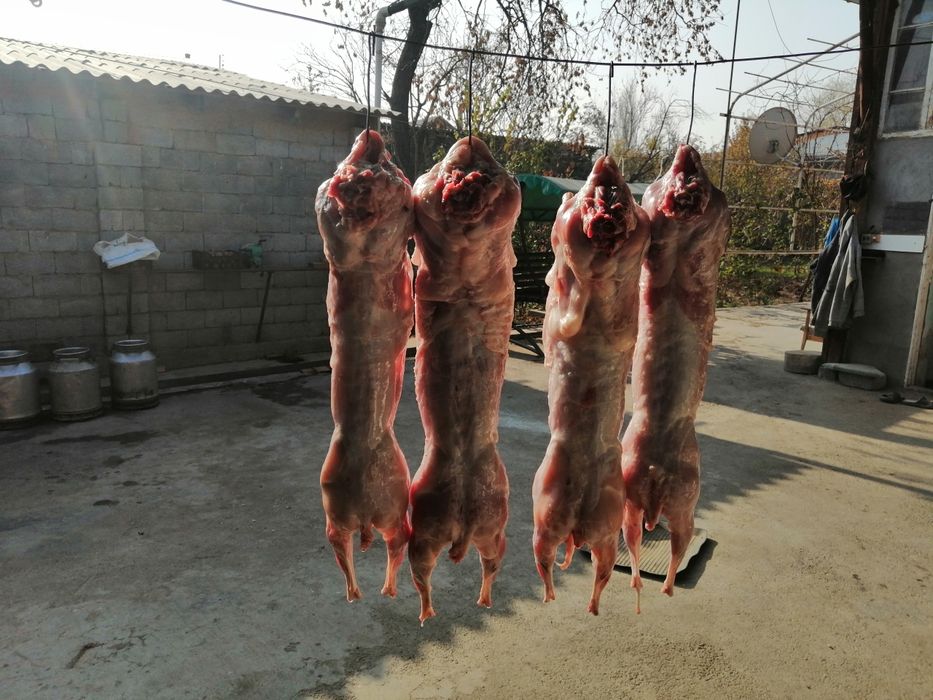 Продам мясо кролика дамашний и свежие