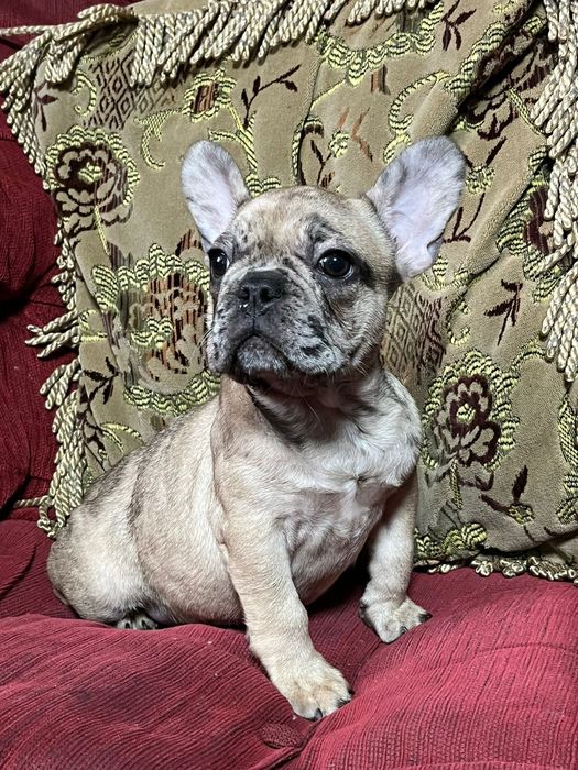 Девочка французского бульдога