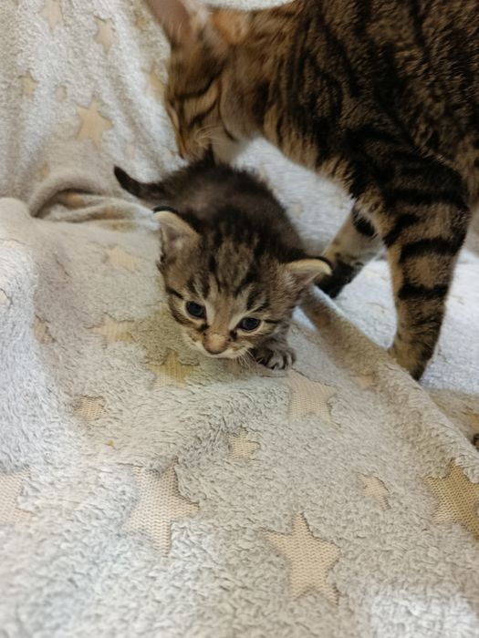 Продам котят им 2 месяца...два котёнка разной расцветки)