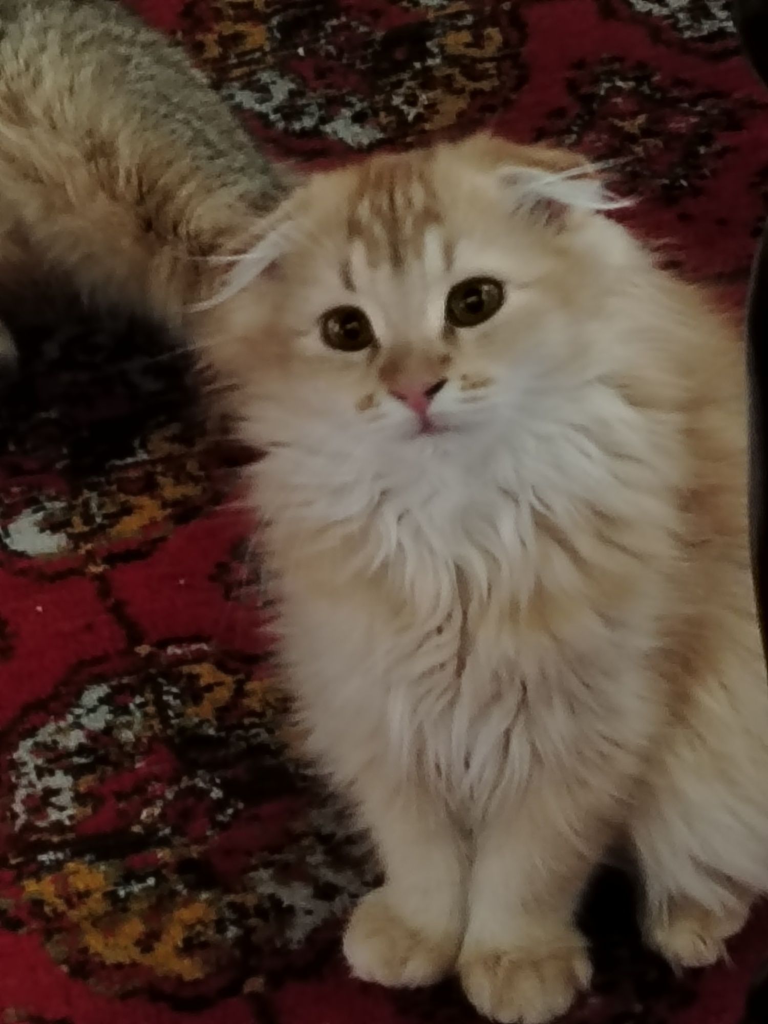 Toza zottor mushuk