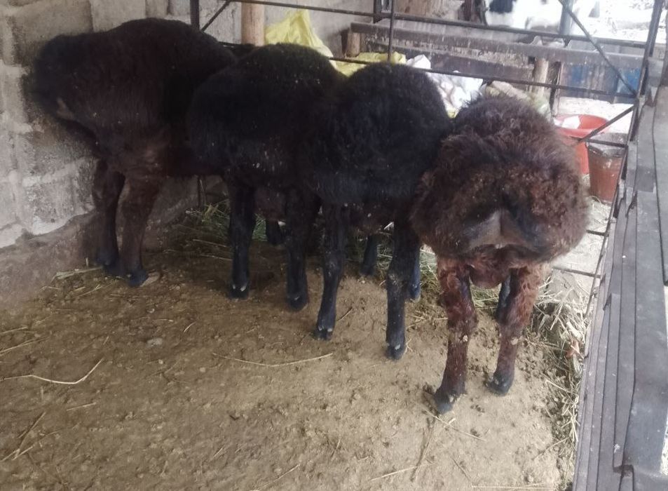 Qo'chqorlar sotiladi