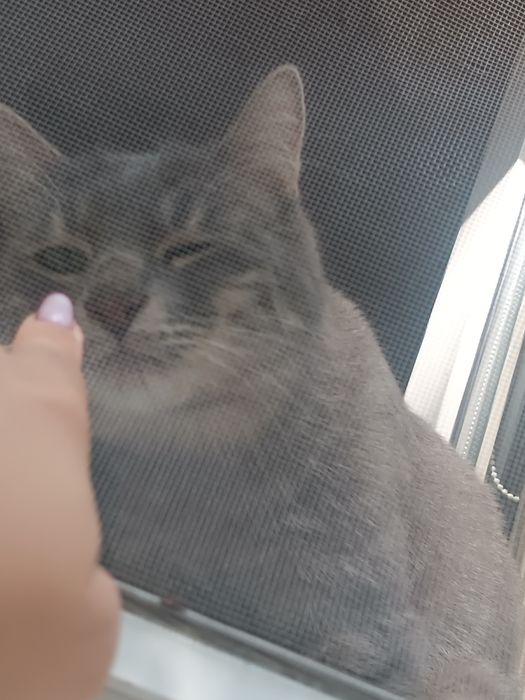 Отдам котика, бесплатно