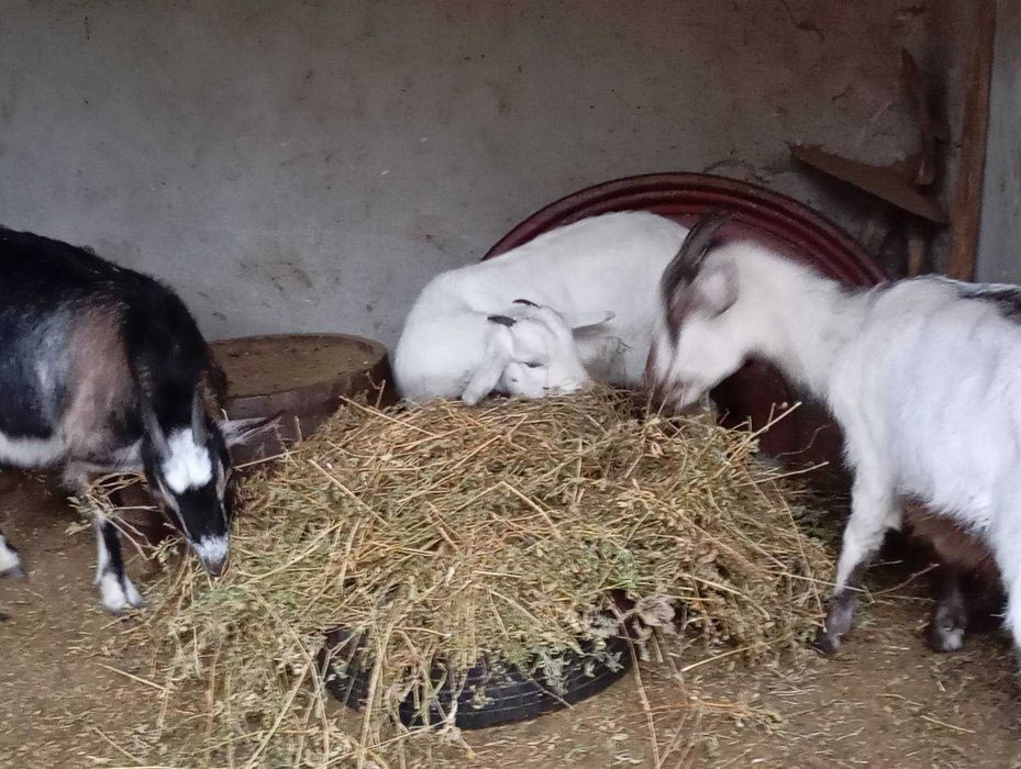 Продават се две кози гр. Смядово, Шумен