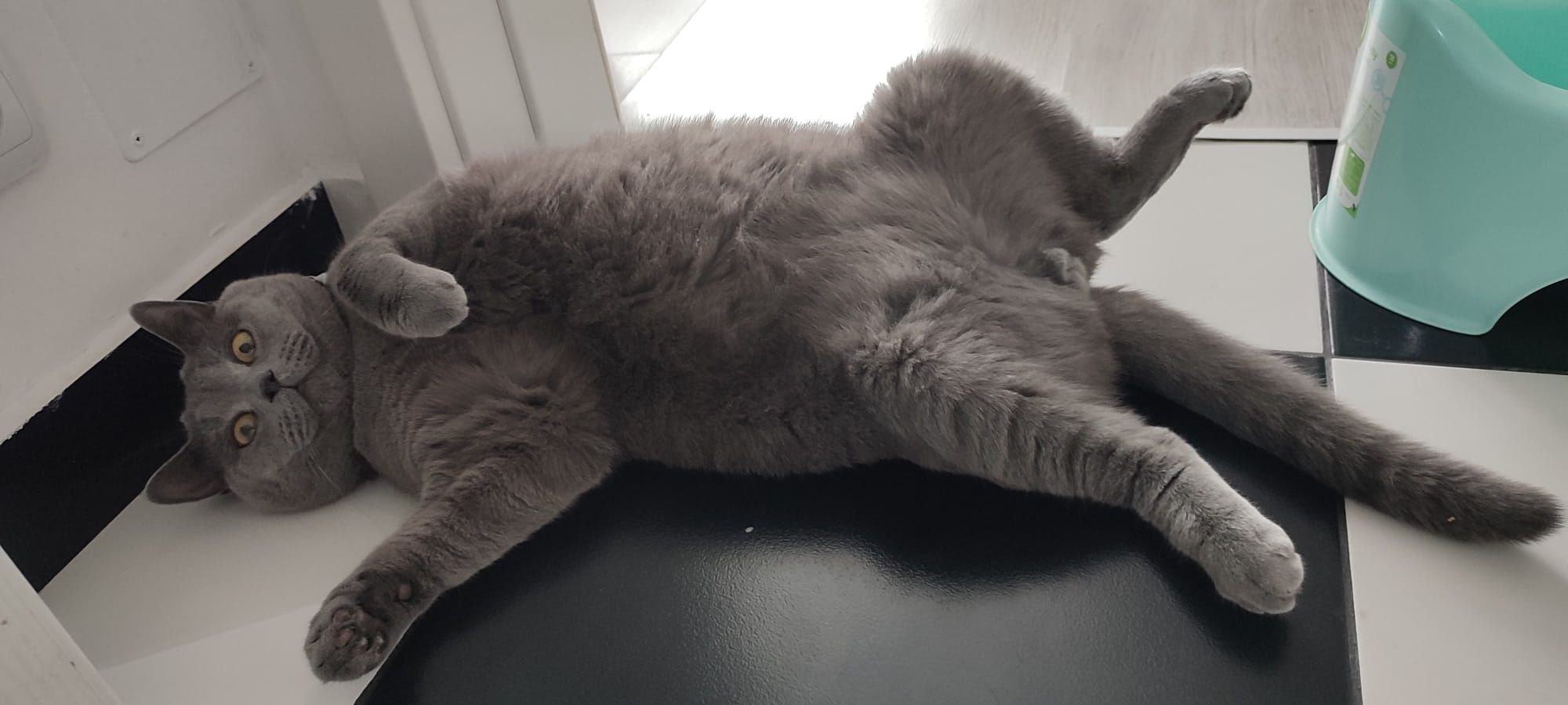 Băiețel british shorthair