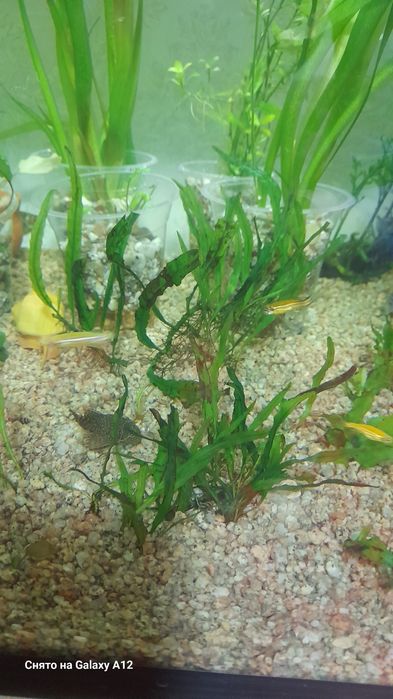 Аквариум отлари сотилади