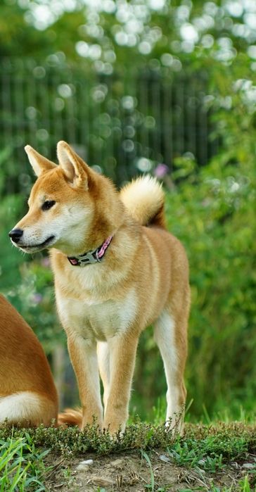 Shiba cu Pedigree