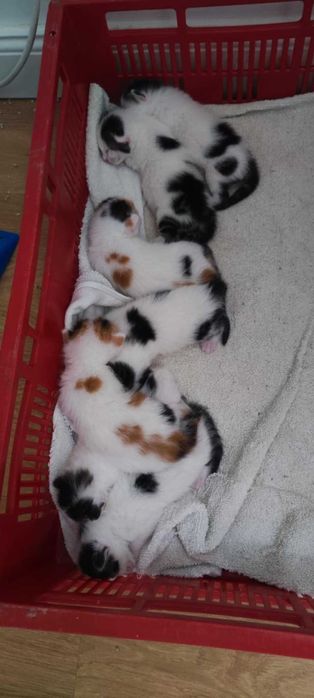 Котета търсят дом