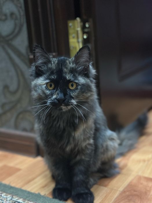 Отдам даром в любящие руки