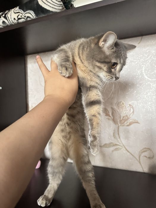 Vyazgaka erkek mushuk kerek