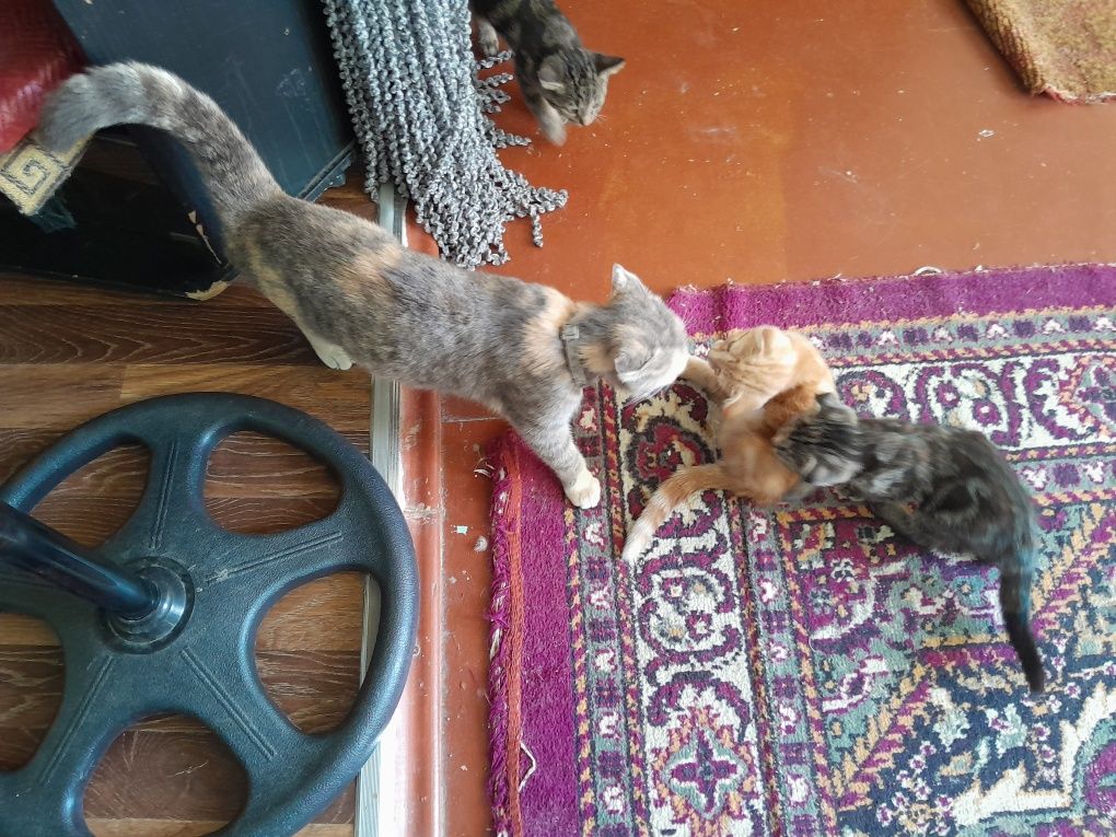 Котята в хорошие руки