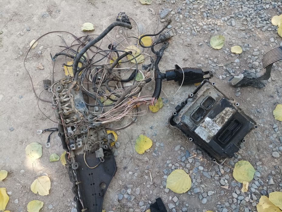 Индийский ман Камазди миййаси