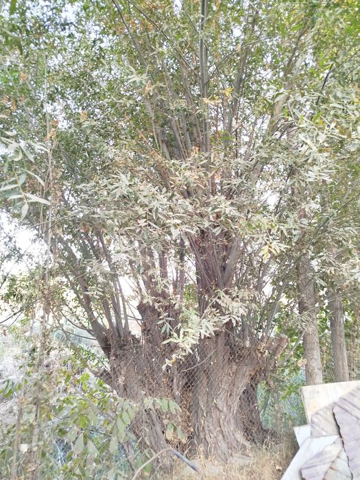 Толллар сотилади