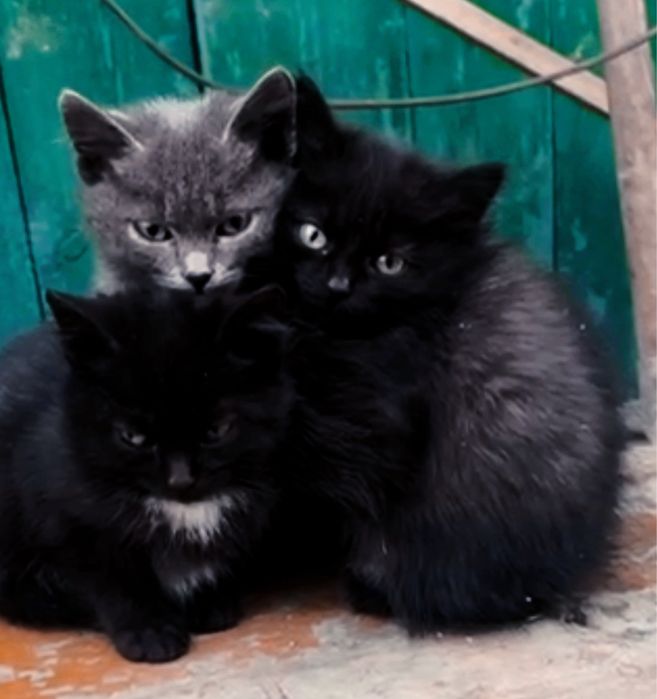 Отдам котят в хорошие руки