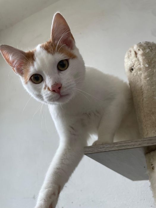 Caut adoptii pentru pisicute