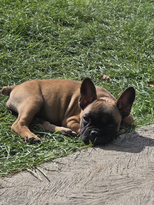 Catelusa bulldog francez