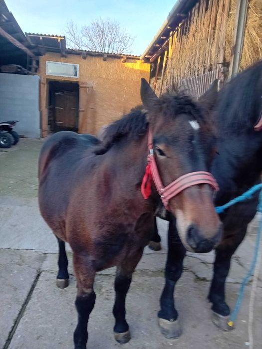 Vând mânză       .