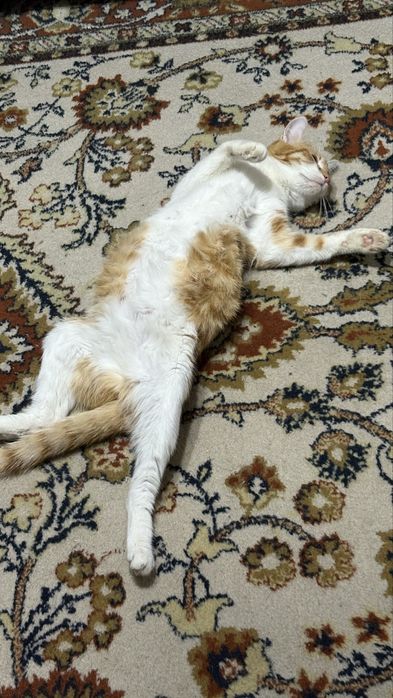 Отдам кошечку в хорошие руки