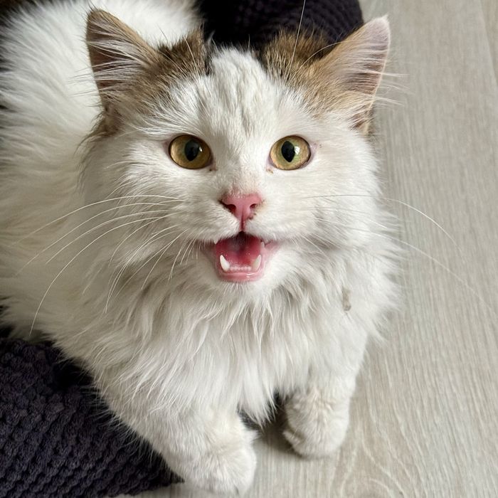 Котенок Сырок ищет дом