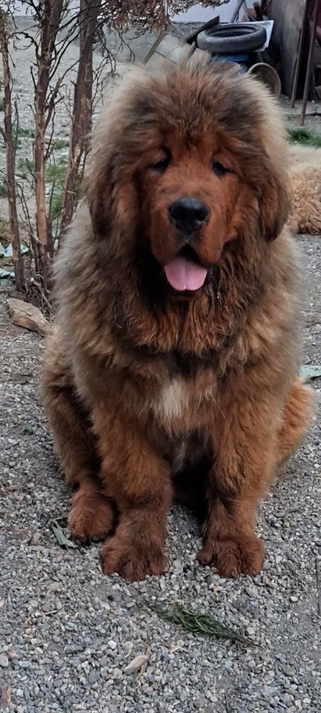 Mastiff Tibetan  de vânzare