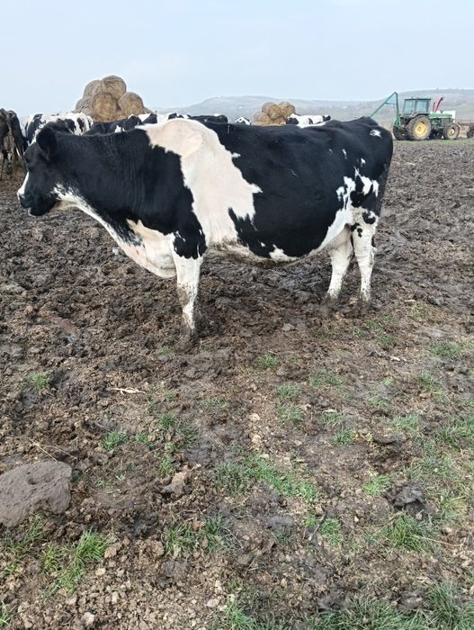 Vând 20 de vaci mulgătoare