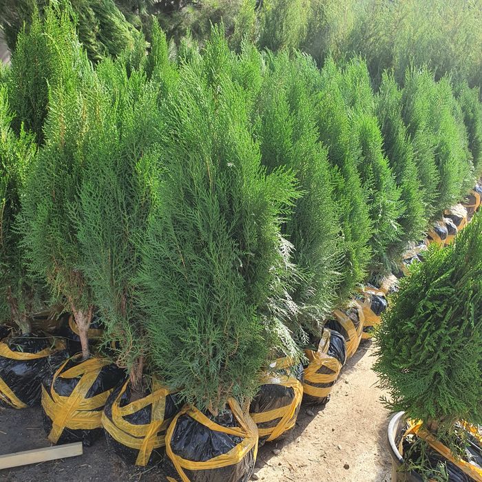 Кипарис маржвеник туя крим сасна арча archalar бошка дарахт келиштирил