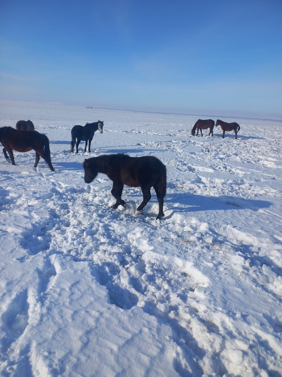 Продам жабагы.  Находимся село Шамши Калдаякова