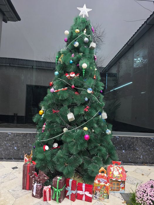 Арча сотамиза . Продаетса Елка  2мет40см