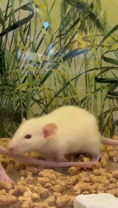 Крысы из Зоомагазина