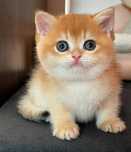British Shorthair Chinchilla Golden Mascul