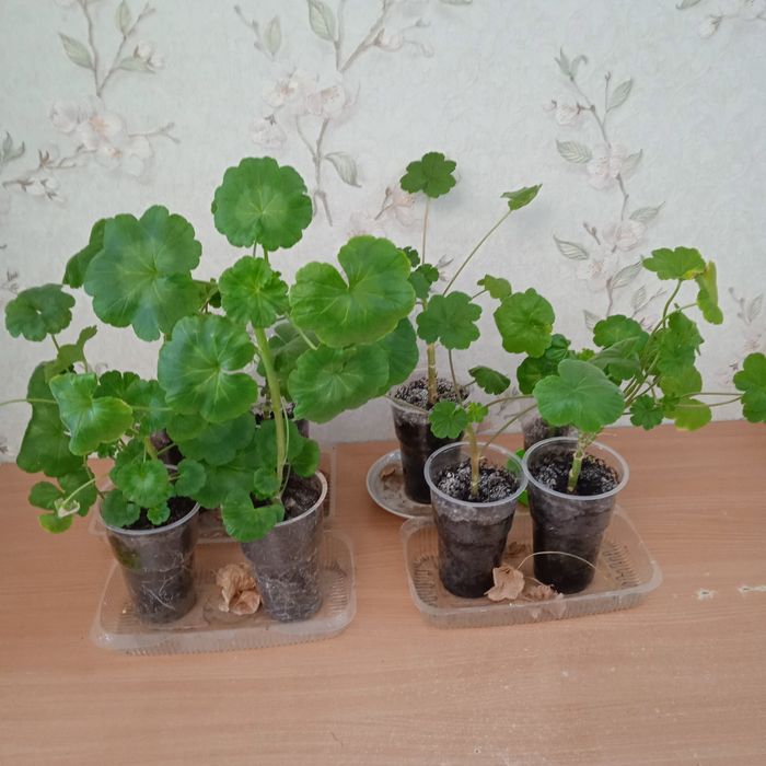 Герань цвет сюрприз