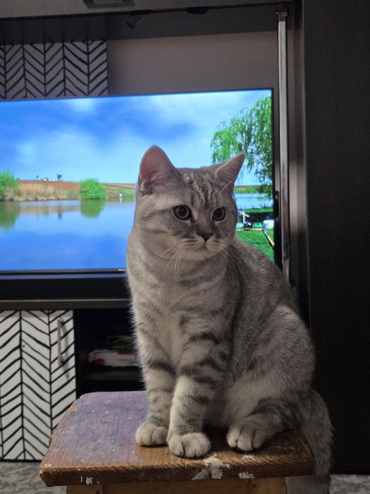 Motan scotish pentru monta iasi