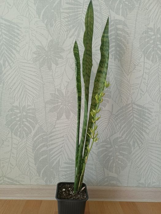 Комнатное растение сансевиерия