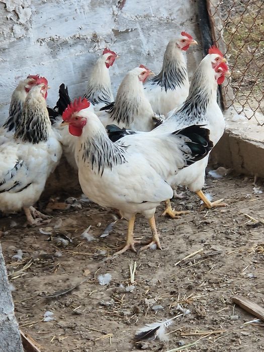 Адлер Серебристый тауыктар