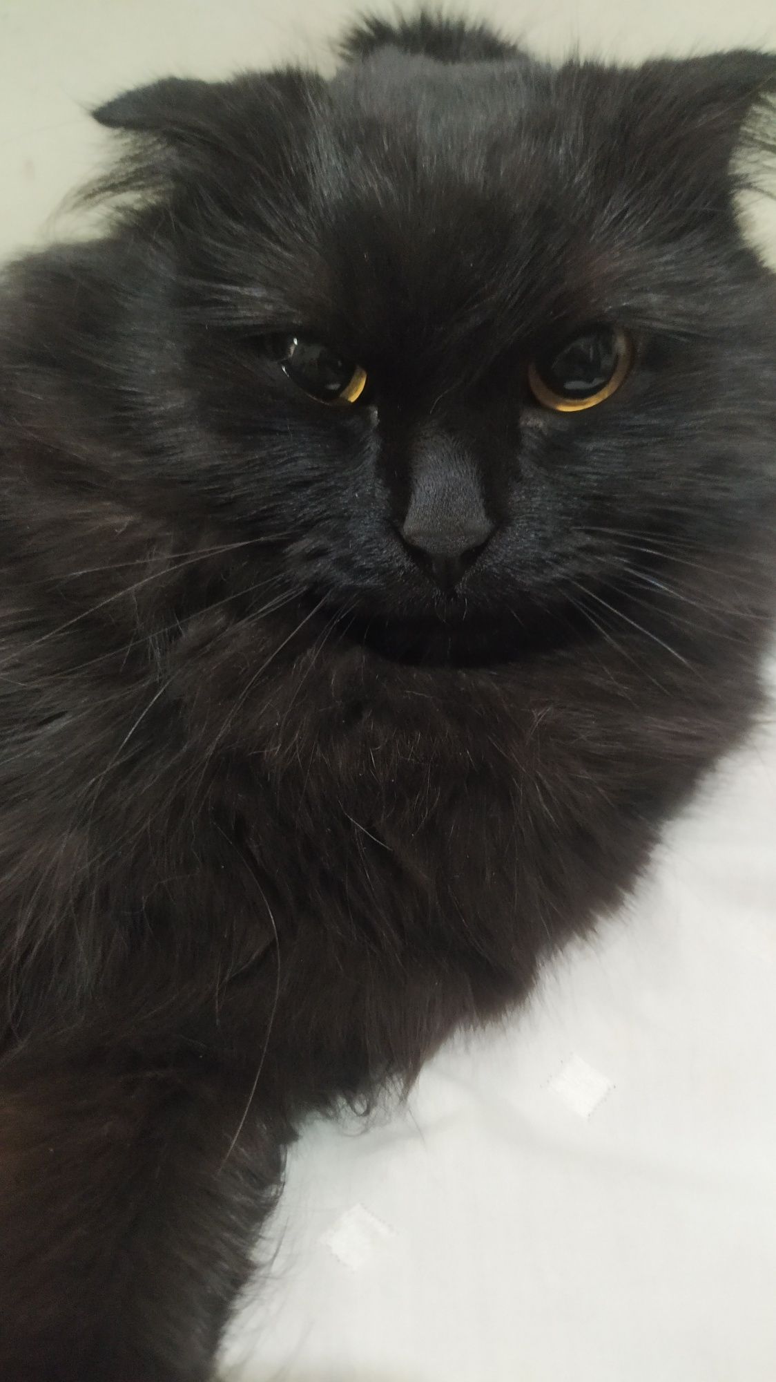 Пародистая кошка