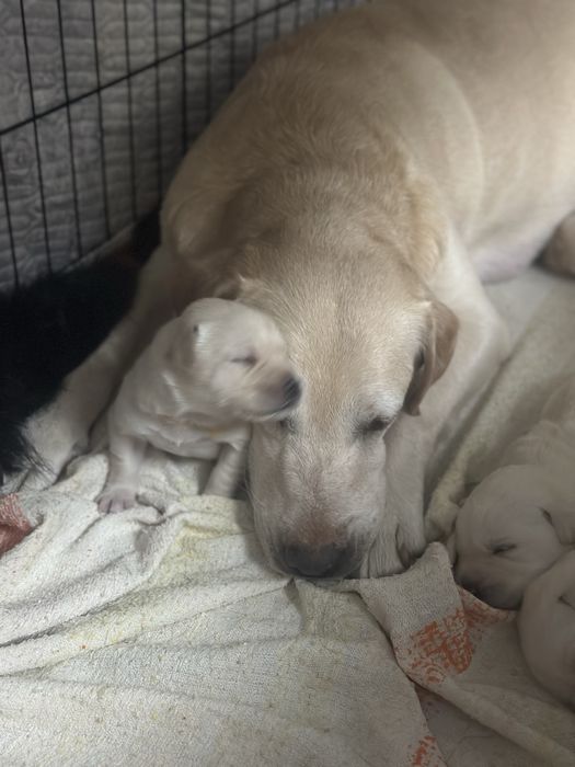 Готовятся к бронированию щенки лабрадора ретривера