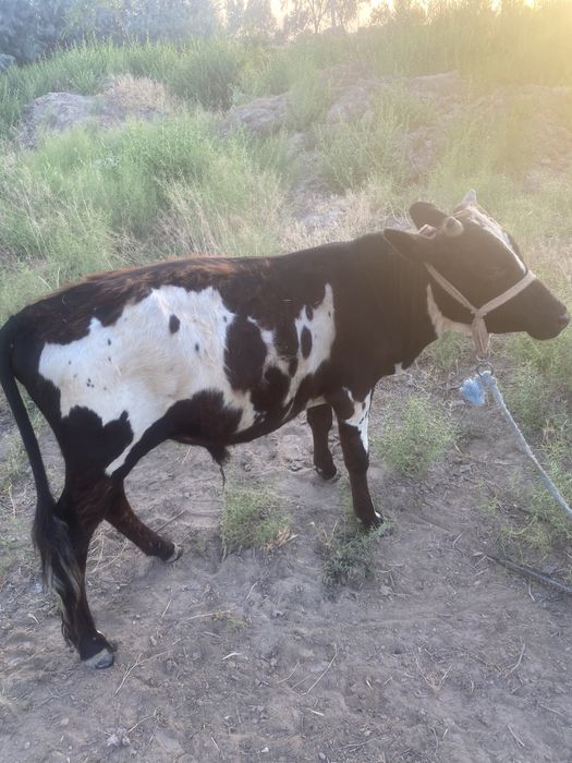 Hukizlar bor samarqand shahrida 3 ta
