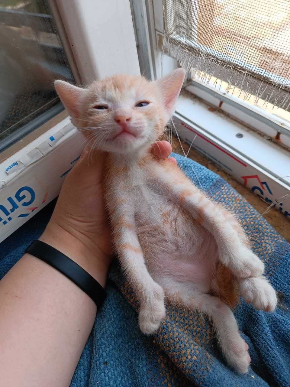 Котенок мальчик отдам