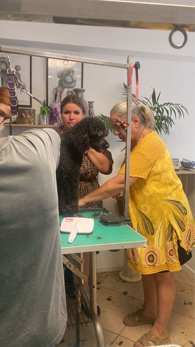 Servicii de infrumusetare pentru animale de companie