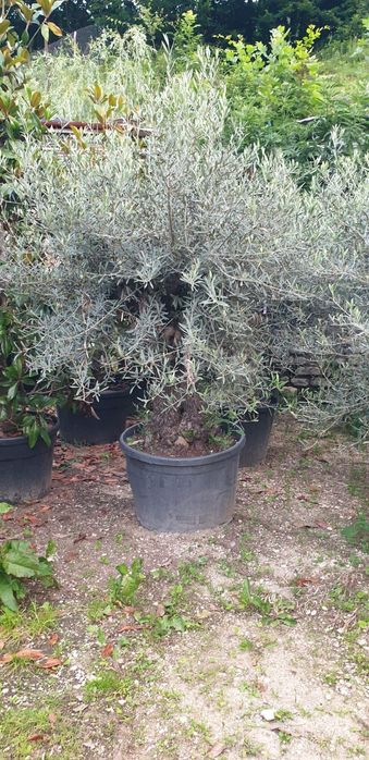 Măslini seculari calitate extra