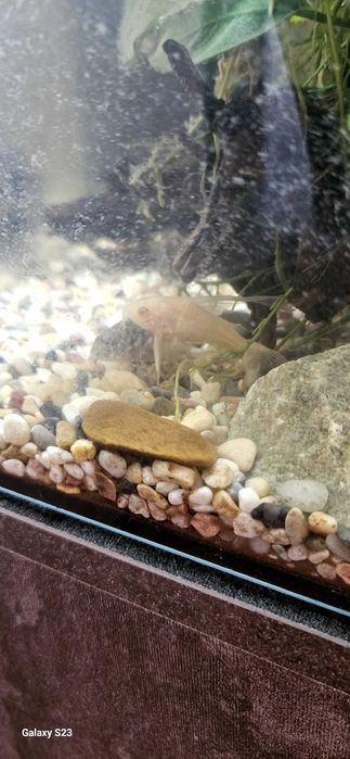 Аквариум със помпа