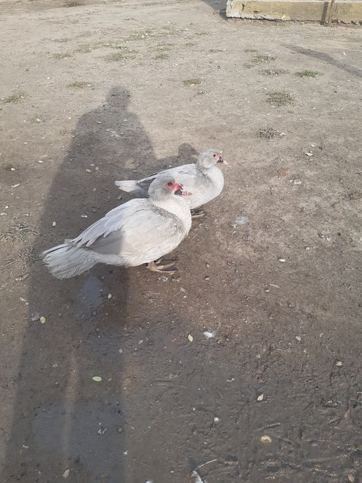 Продам  индоутку лаванда