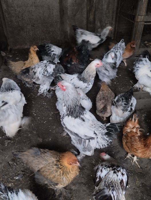 Продам петухов Брама