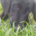 Подарявам 4-месечно кученце. Giving away 4 puppies (4 months old)