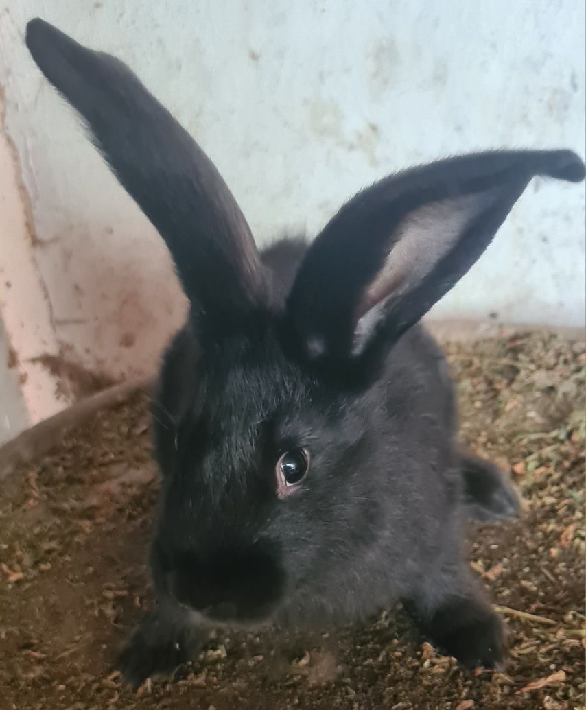 Vind iepurași cap de leu și fluture