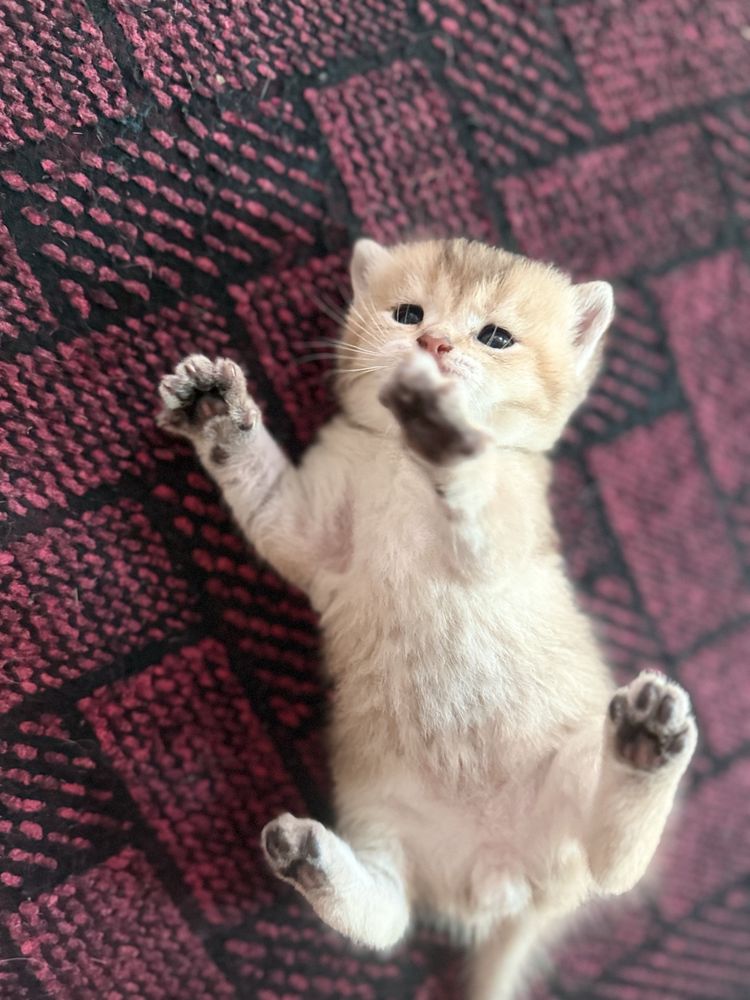 Продаются шотландские котята!
