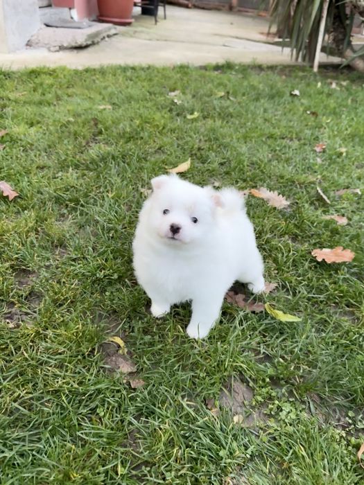 Померан момче. Померанче