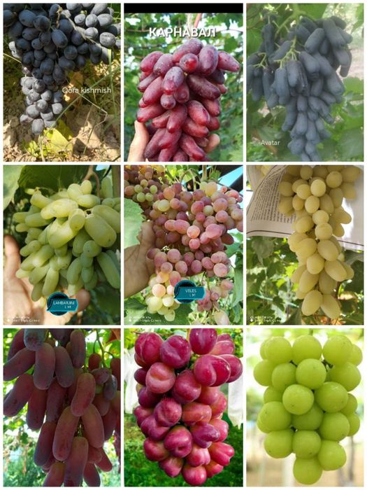 Продается саженцы винограда