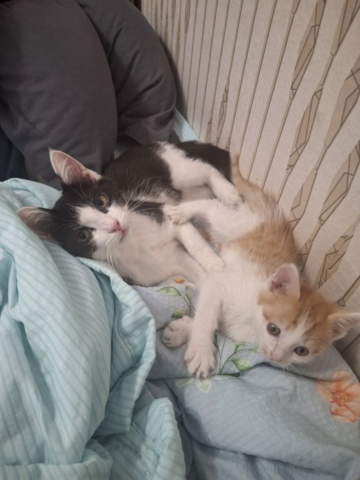 Отдам котят мальчики