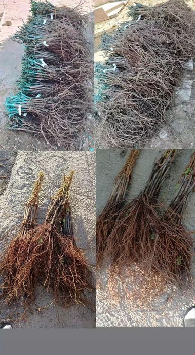 Butasi vita de vie Anul 1 2 3